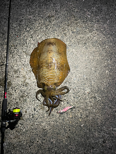 アオリイカの釣果