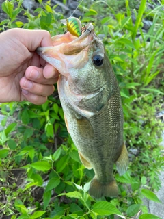 ブラックバスの釣果