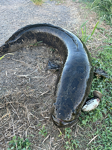 ライギョの釣果