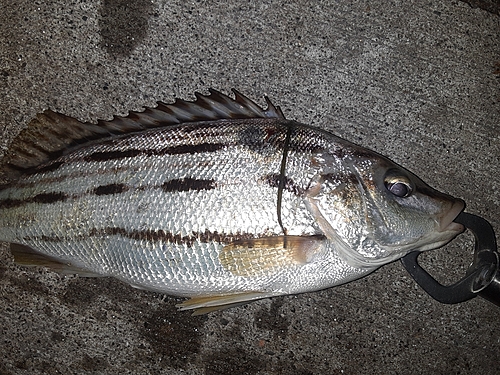 シマイサキの釣果