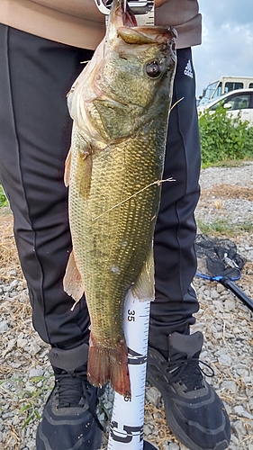 ブラックバスの釣果