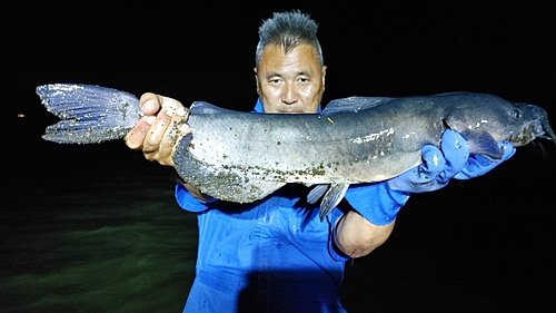 アメリカナマズの釣果