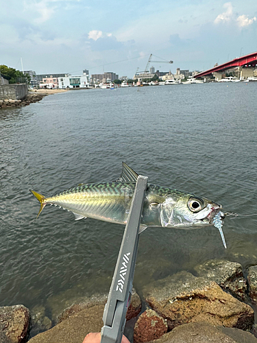 サバの釣果