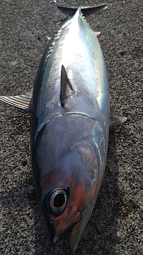 ソウダガツオの釣果