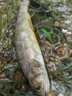 ヤマトイワナの釣果