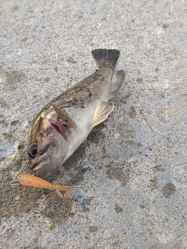 クロソイの釣果