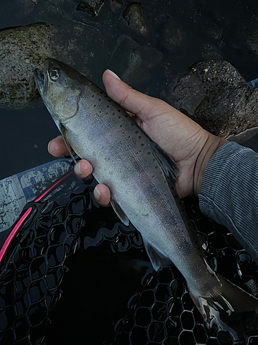 ヤマメの釣果