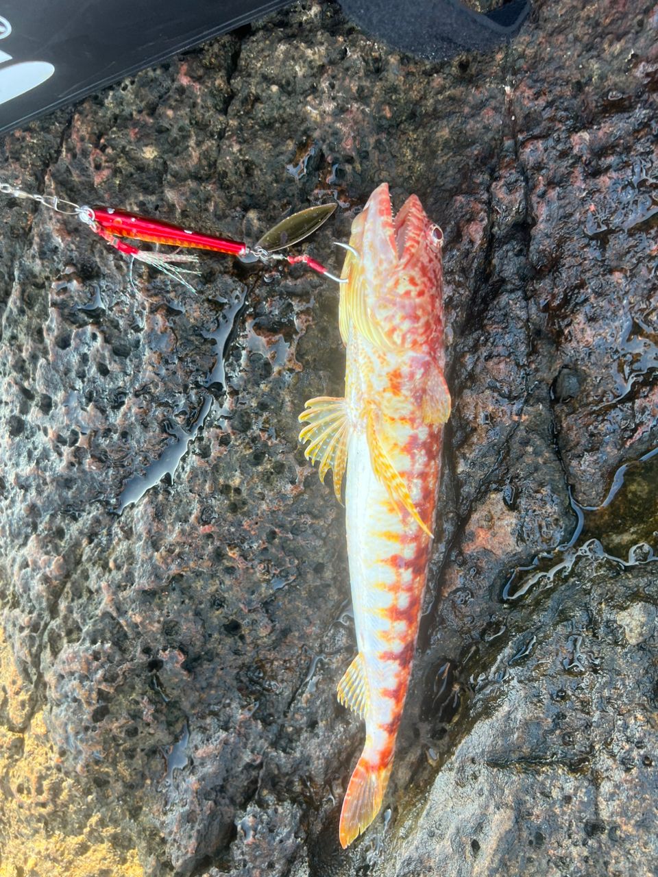 おさるまんさんの釣果 2枚目の画像