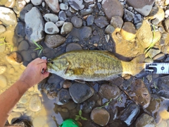 スモールマウスバスの釣果