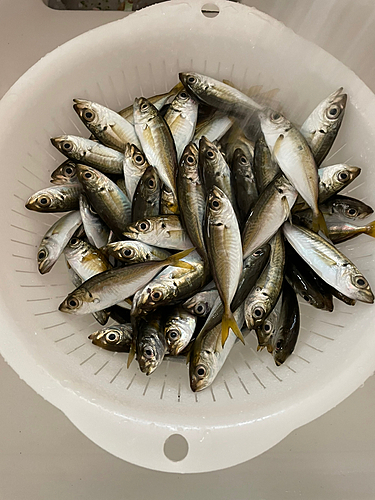 アジの釣果