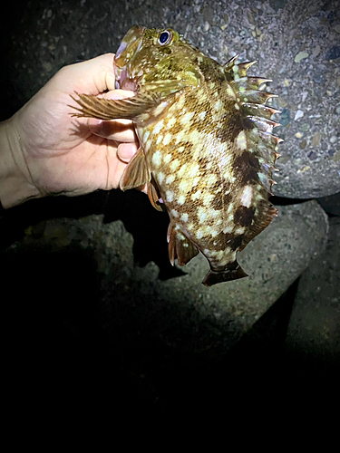 カサゴの釣果