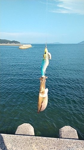 モンゴウイカの釣果