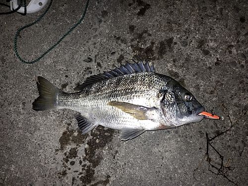 チヌの釣果