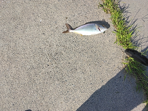 ショゴの釣果