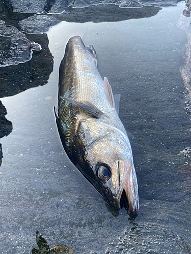 スズキの釣果