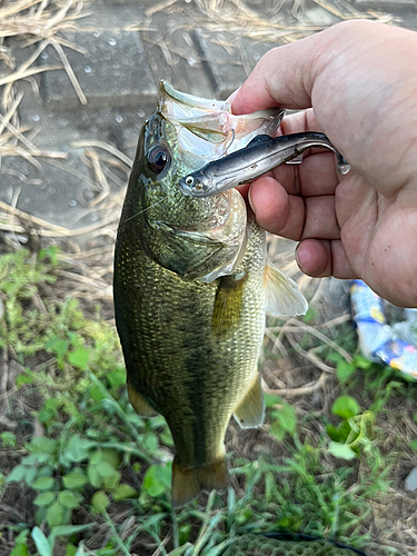 ラージマウスバスの釣果