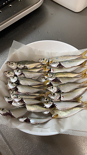 アジの釣果