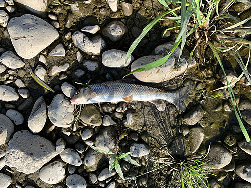 ニゴイの釣果