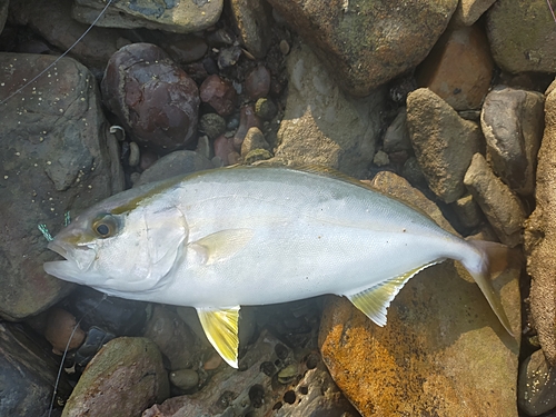 ネリゴの釣果