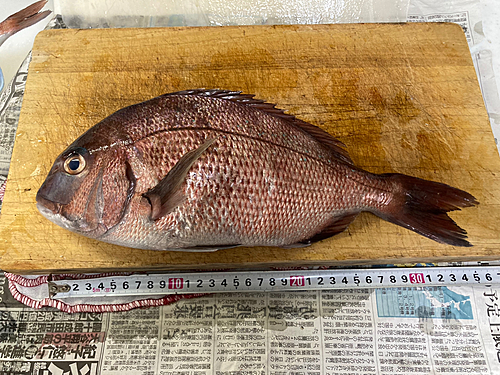 マダイの釣果