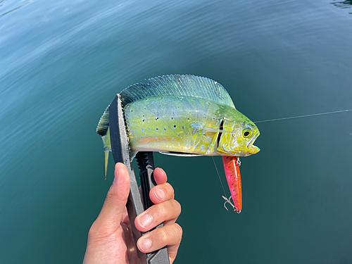 シイラの釣果