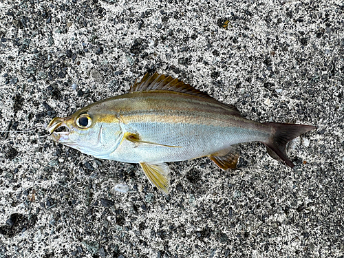 イサキの釣果