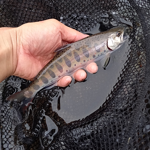 アマゴの釣果