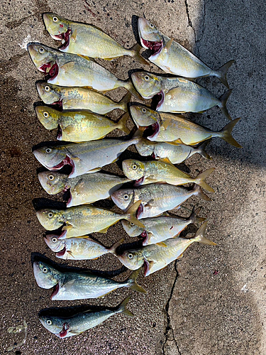 シオの釣果