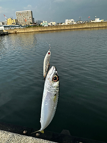 サバの釣果