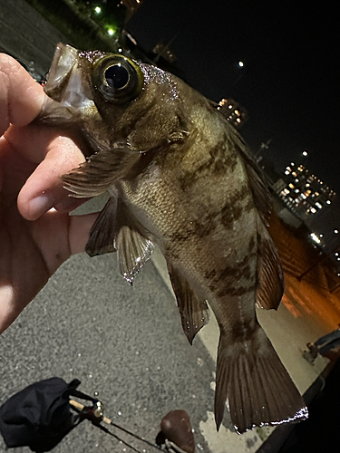 メバルの釣果