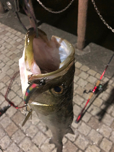 シーバスの釣果