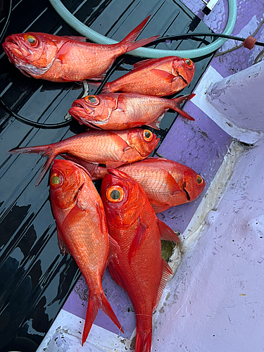 キンメダイの釣果