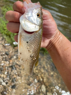 ハスの釣果