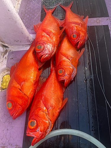 キンメダイの釣果