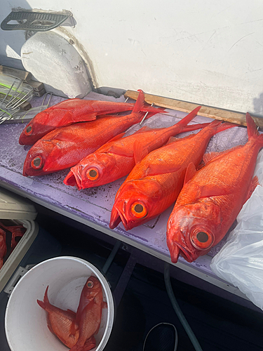 キンメダイの釣果