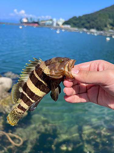 アオハタの釣果