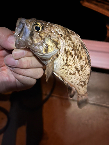 クロソイの釣果