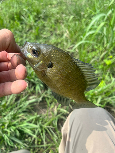 ブルーギルの釣果