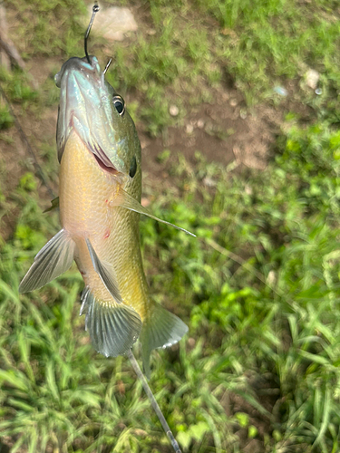 ブルーギルの釣果