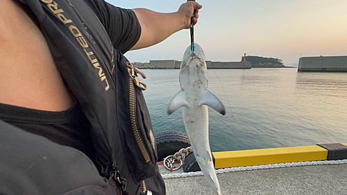 サメの釣果