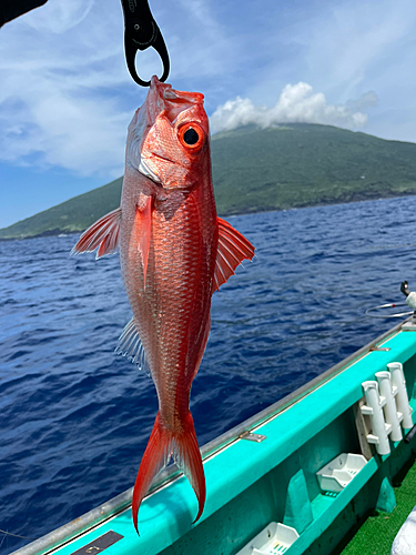 ハマダイの釣果