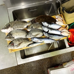 クロダイの釣果