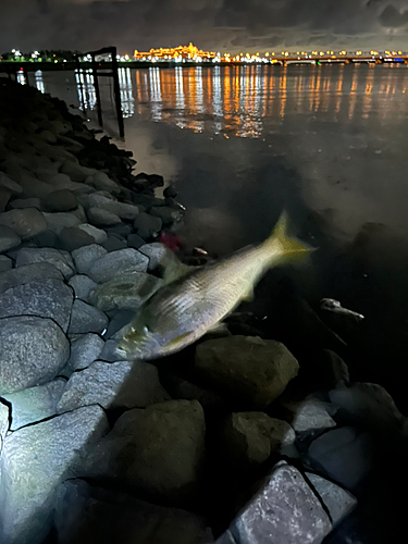 コノシロの釣果