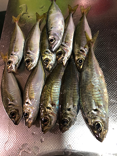 アジの釣果