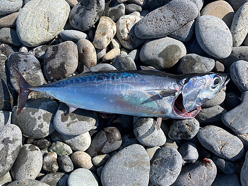 マルソウダの釣果