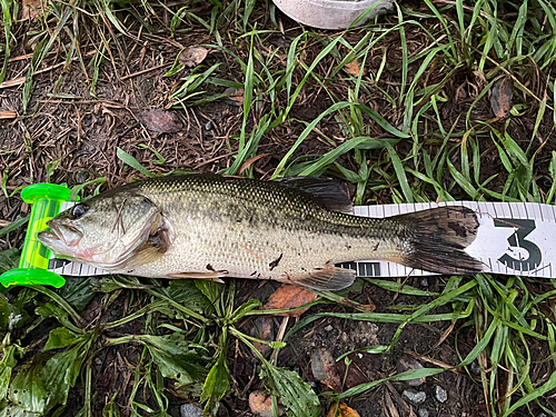 ブラックバスの釣果