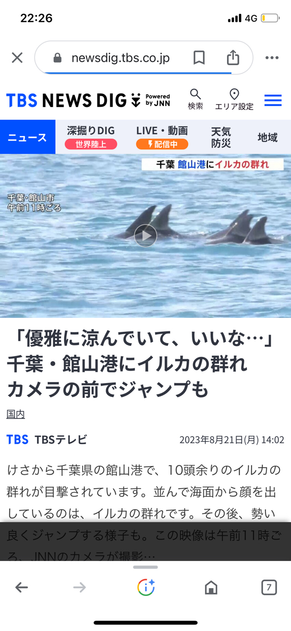 クロダイ