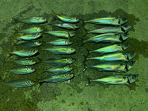 サバの釣果