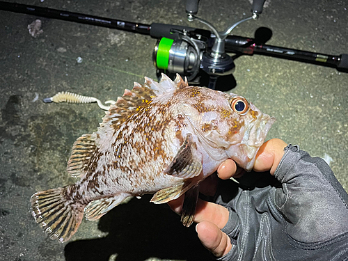 オウゴンムラソイの釣果