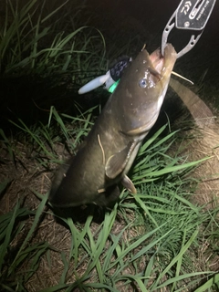 ナマズの釣果